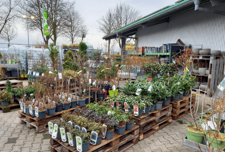 20240424 Barnstorf Pflanzen 3